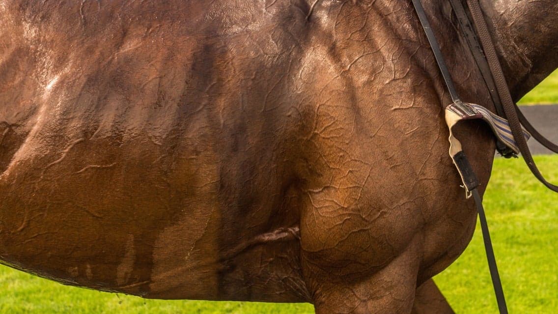 FRIDAY CHESTERTONS POLO IN THE PARK 2026